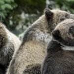 Alaska: Tag 50 – Bären am Fluss