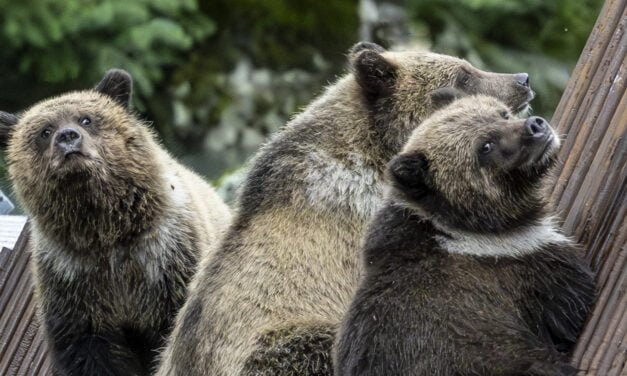 Alaska: Tag 50 – Bären am Fluss