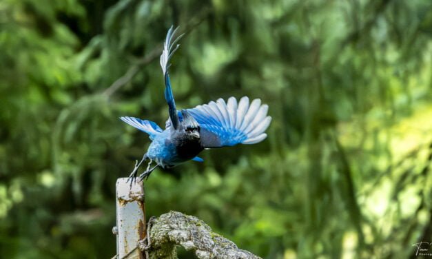 Alaska: Tag 51 – Ein tierisch guter Tag (Teil 1)