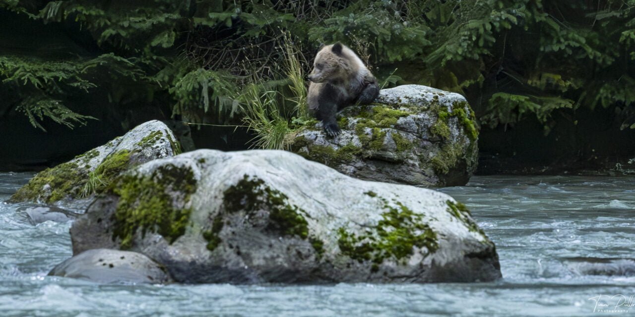 Alaska: Tag 51 – Ein tierisch guter Tag (Teil 2)