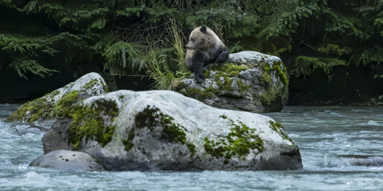 Alaska: Tag 51 – Ein tierisch guter Tag (Teil 2)