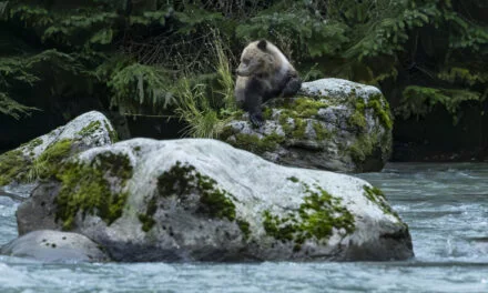 Alaska: Tag 51 – Ein tierisch guter Tag (Teil 2)