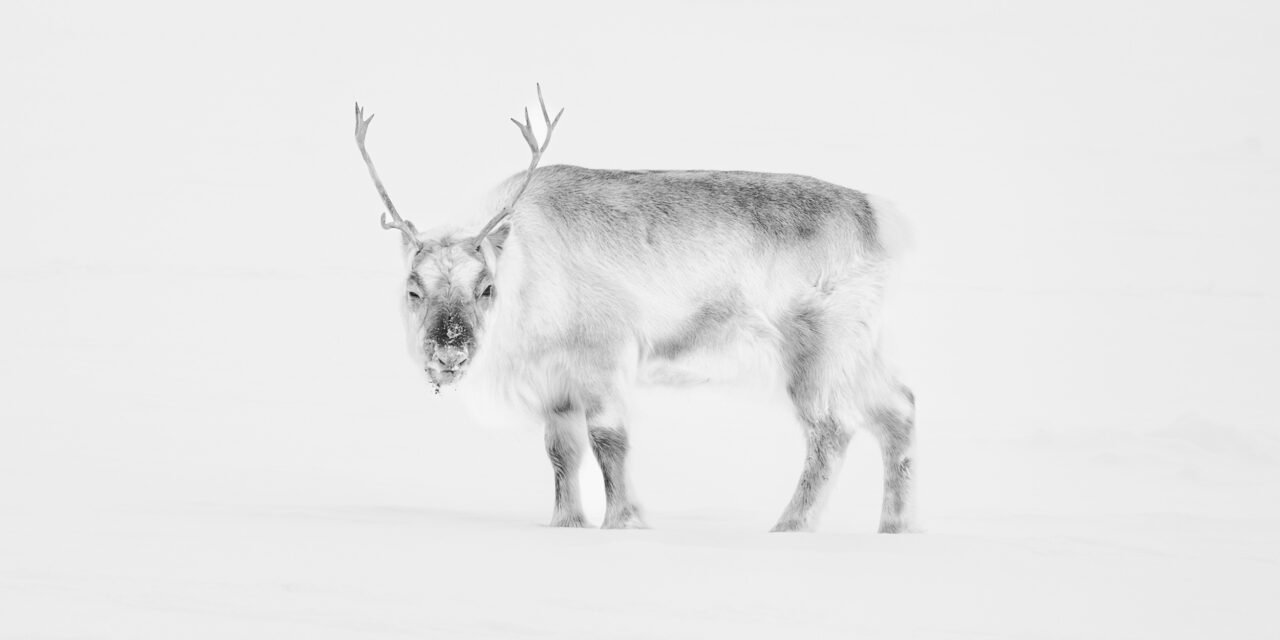 Winterzauber: Spitzbergen in Silber
