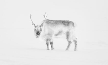 Winterzauber: Spitzbergen in Silber