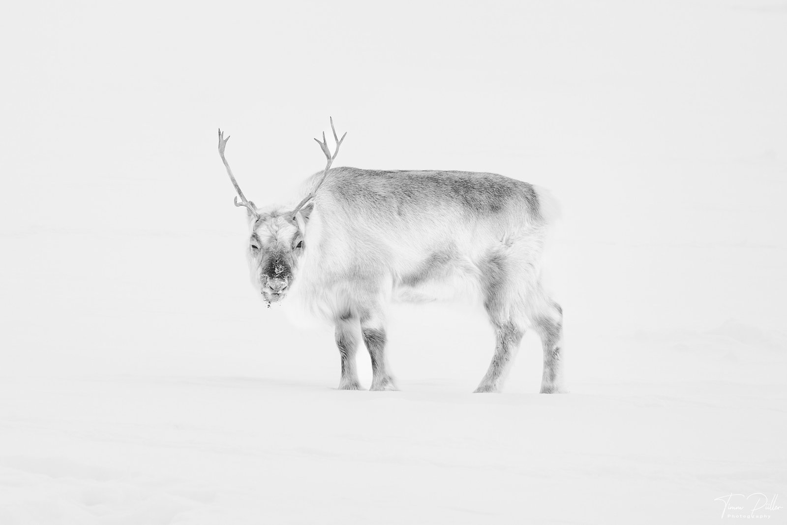 Winterzauber: Spitzbergen in Silber