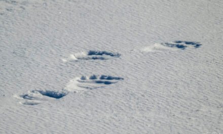 Winterzauber Tag 11: Enthält Spuren von Bären