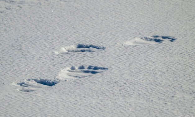 Winterzauber Tag 11: Enthält Spuren von Bären