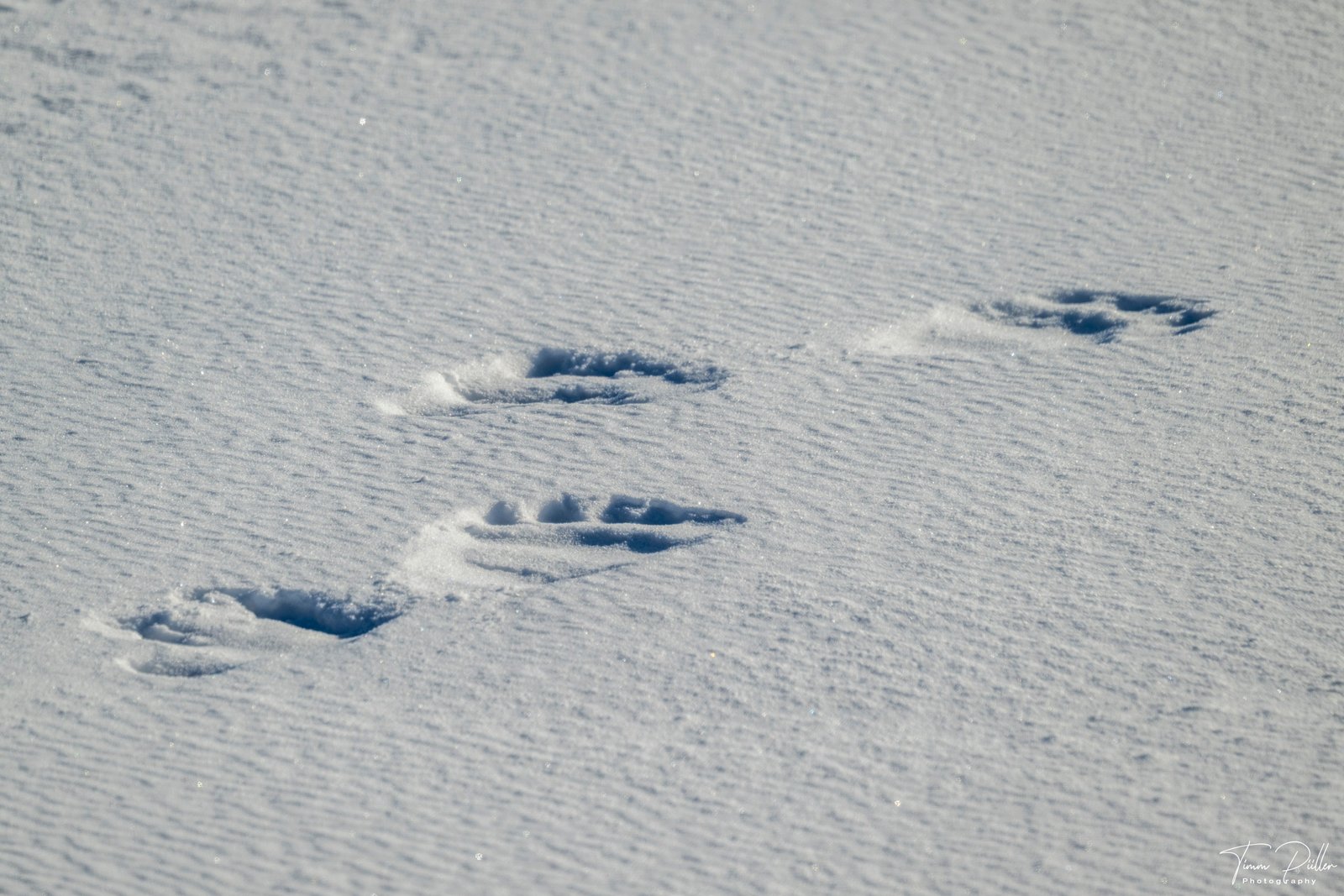 Winterzauber Tag 11: Enthält Spuren von Bären
