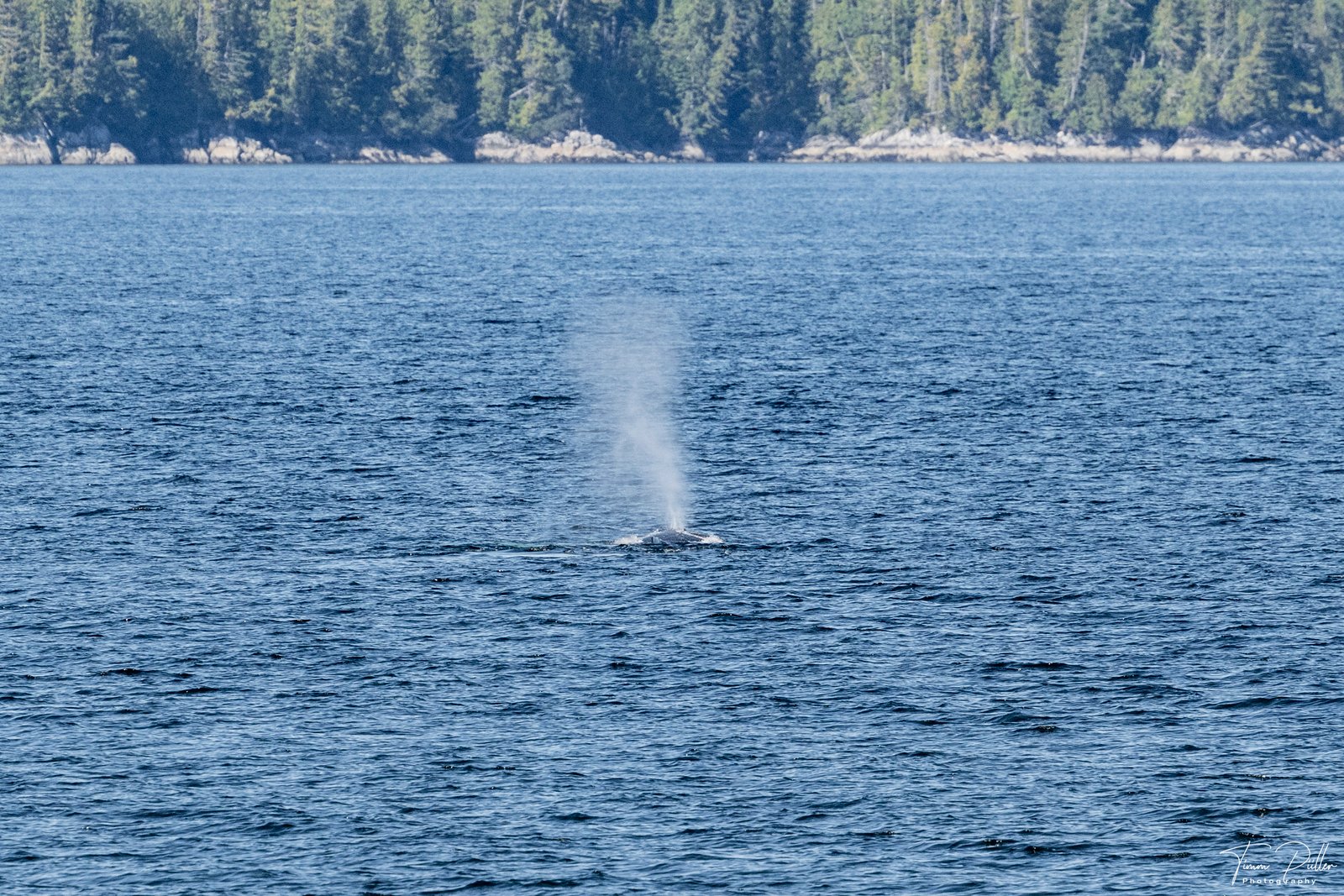 Z8W_2920