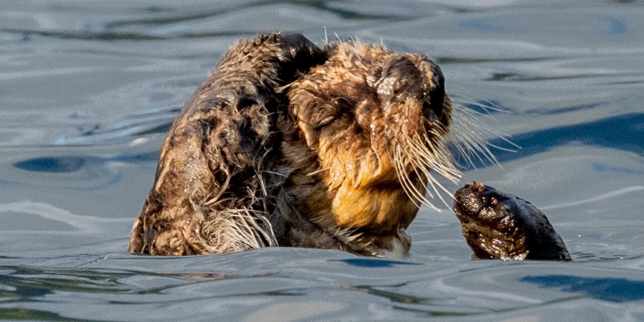 Tag 16: Bären, Robben und Otter (Preview)