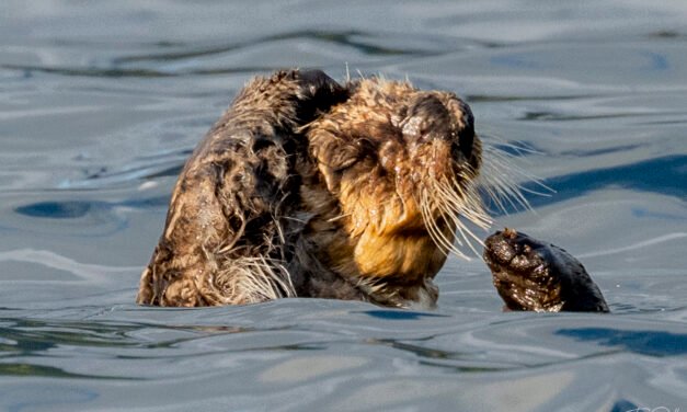 Tag 16: Bären, Robben und Otter (Preview)