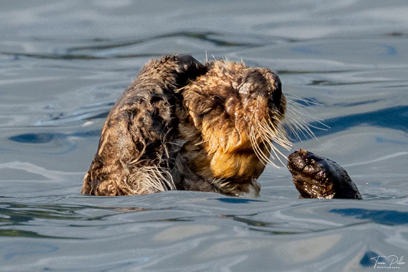 Tag 16: Bären, Robben und Otter (Preview)